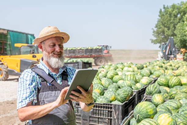 A farmer harvests watermelons. A cheerful farmer harvests watermelons. A farmer in gray overalls, a green checkered shirt, a white beard, a straw hat, and a tablet coordinates the harvest and loading of trucks for transport to warehouses. yellow melons field stock pictures, royalty-free photos & images