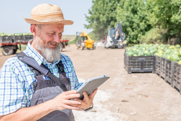istock A farmer harvests watermelons. 2159239560