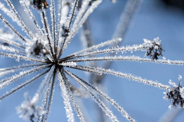 dry hogweed covered with frost on a frosty morning