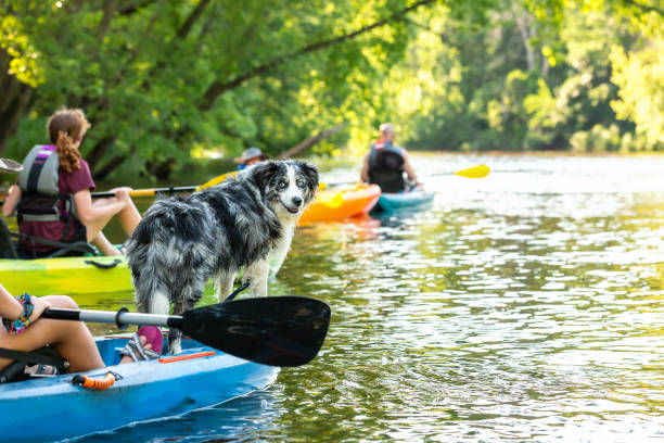 Australian Shepherd Dog Kayaking With Her Family