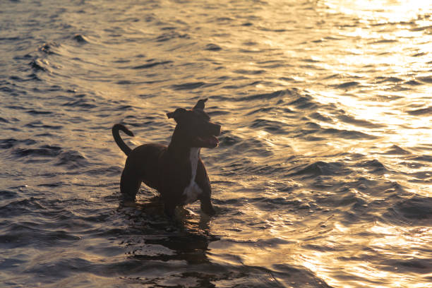 black dog wading in water at beach during sunrise in Key West, Florida