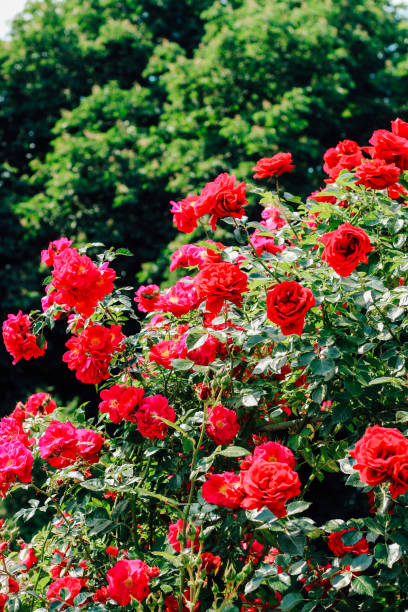 istock red climbing rose bush close-up in botanical garden, rose background 2159243863