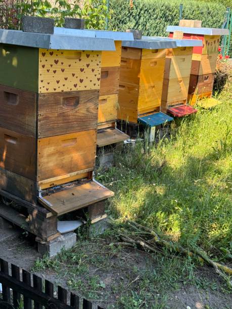 istock Bee hives in a garden 2159244093