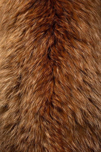 istock fur of fox close up 2159245542