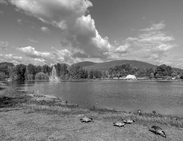 Park Lake, Duck, Canada Gooses, Black and White