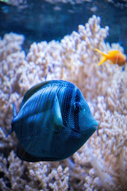 Beautiful tropical blue fish, vibrant nature of the coral reefs. Natural reserve in the Red Sea