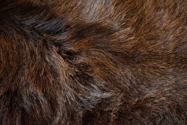 fur of wild boar close up