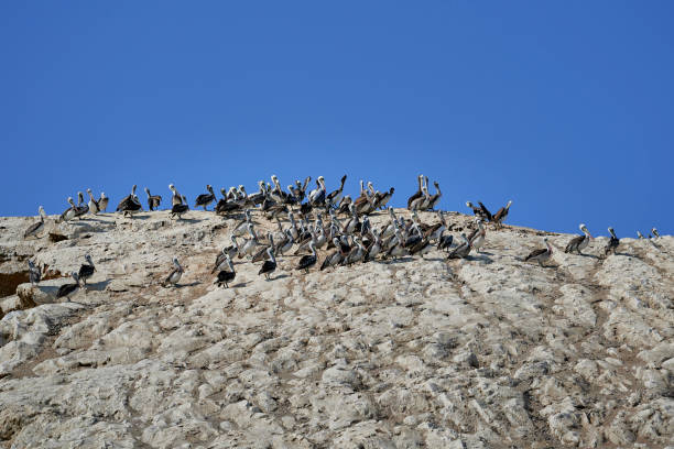 Birds in Paracas, Peru, on the Ballestas Islands, with projected fauna, tourism, desert, Peruvian coast.