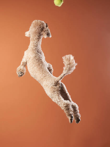 istock Funny active dog jumping. happy poodle on a red background 2159250319