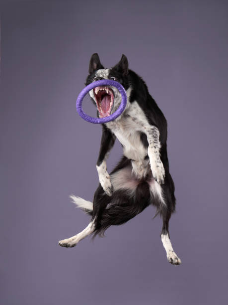 istock Funny active dog jumping. happy poodle on a color background 2159250338