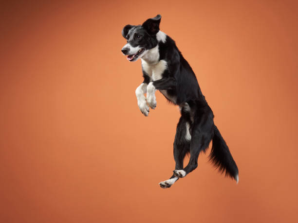 Funny active dog jumping. happy poodle on a color background