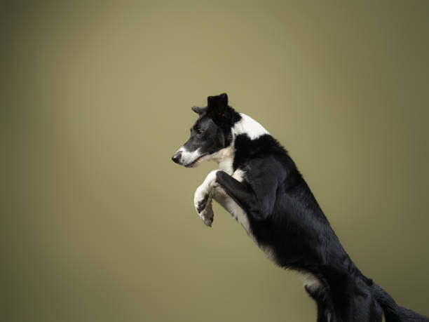Funny active dog jumping. happy poodle on a color background