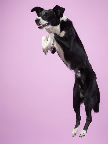 istock Funny active dog jumping. happy poodle on a color background 2159250357
