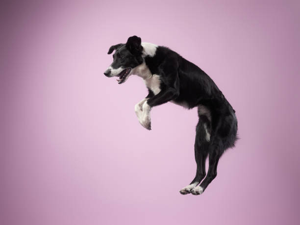 Funny active dog jumping. happy poodle on a color background
