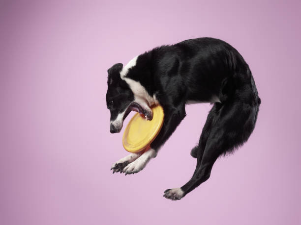 istock Funny active dog jumping. happy poodle on a color background 2159250378