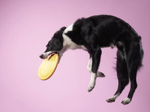 istock Funny active dog jumping. happy poodle on a color background 2159250380
