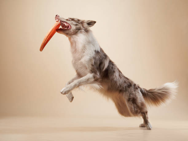 istock the dog catches disk. expressive marble Border Collie. funny pet 2159250385