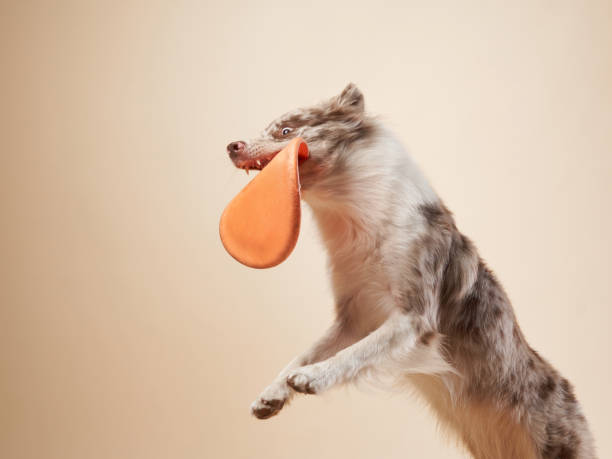 istock the dog catches disk. expressive marble Border Collie. funny pet 2159250388