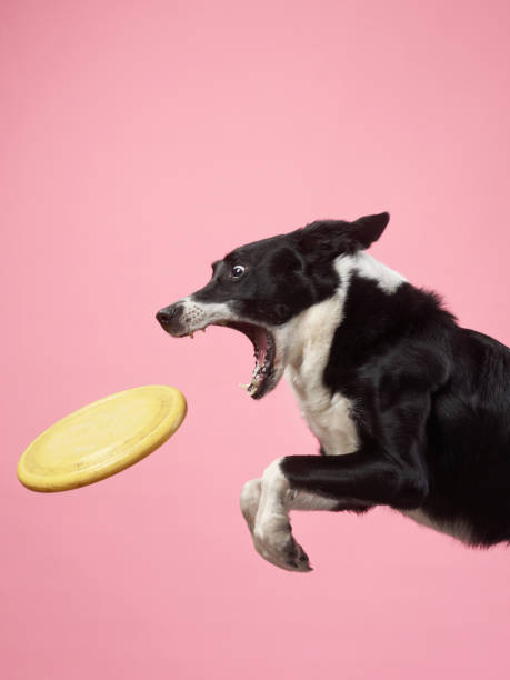 istock Funny active dog jumping. happy poodle on a color background 2159250405