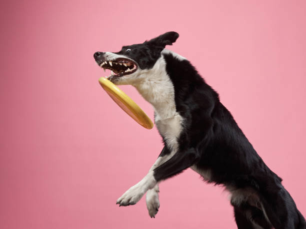 istock Funny active dog jumping. happy poodle on a color background 2159250421