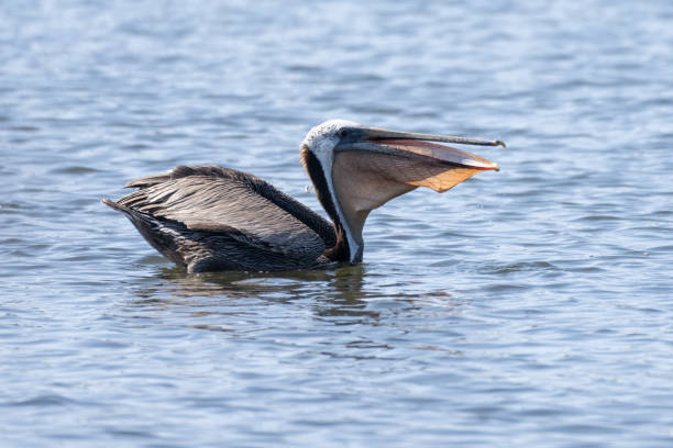 istock Summer weather increases wildlife activity. 2159251147