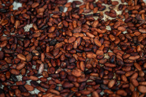 closeup of roasted cacao beans, prepared for artisanal chocolate making in Ecuador. highlights the rich, textured appearance of the beans, initial stage of the traditional chocolate-making process