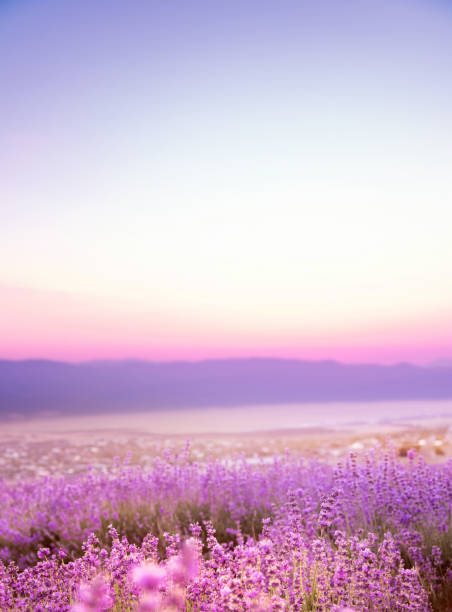 Beautiful image of lavender field over ummer sunset landscape.