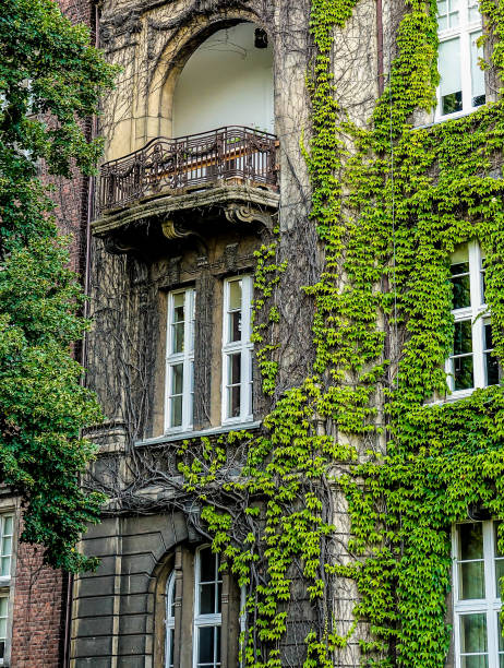 istock A building with ivy growing on it 2159252770