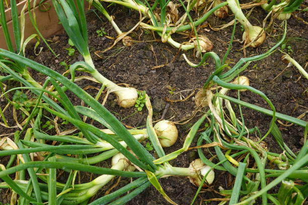 istock cultivation of green onions ready for harvesting 2159252942