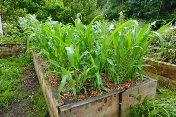 istock young corn plants growing in raised wooden bed with raindrops 2159253099