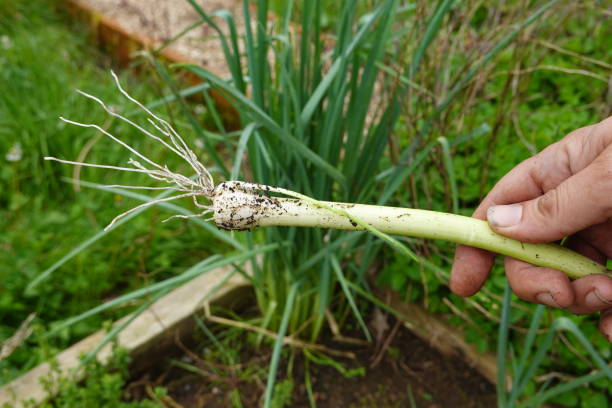 istock man holding harvested perennial leek stems 2159253232