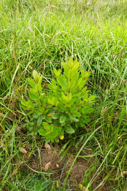 istock two year old young arbutus tree growing in the garden. strawberry tree 2159254305