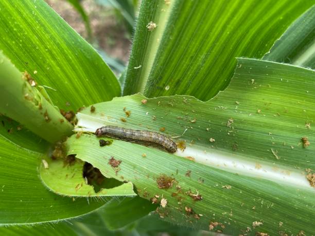 The fall armyworm on corn plant. Spodoptera frugiperda moth larva