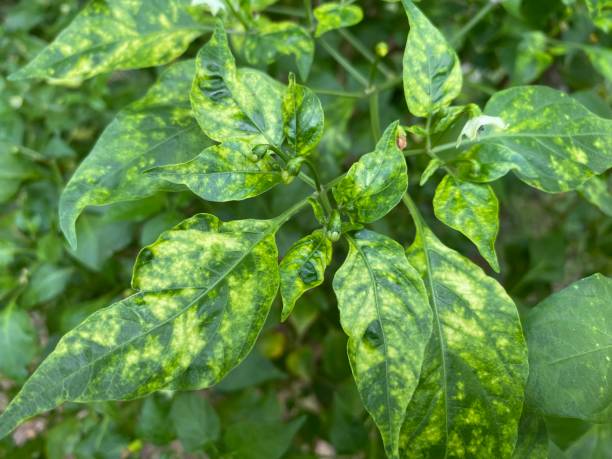 istock Chili pepper leaf yellow disease 2159255401