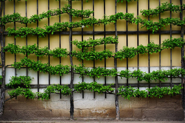 istock Yellow wall with trees, trained in art of espalier cultivation grow. Trees form horizontal rows with green leaves on wooden lattice. Aesthetic landscaping. Tree training and botanical architecture 2159255845