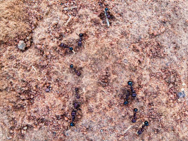 istock termite ant macro on the ground, in the sand 2159256778