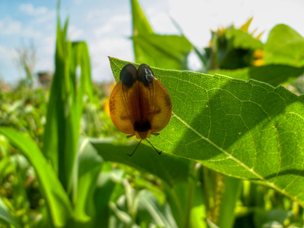 tailed net-winged beetle, Lycus trabeatus, in the bush in south africa