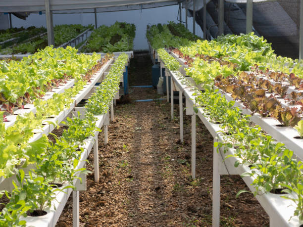istock A greenhouse filled with rows of green, leafy lettuce growing in a hydroponic system. 2159257334