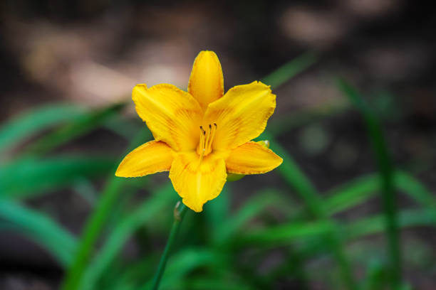 Closeup of an yellow flower of a day lily - Hemerocallis - on a green blurry background