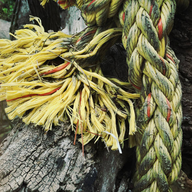 istock Nylon rope that has been floating around in the Derwent River 2159259893