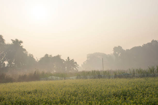 istock A natural view of mustard field and green tree 2159261078