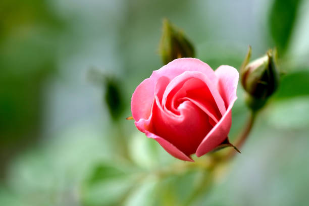 Macro blooming pink rose close up. Pink rose head blooming.