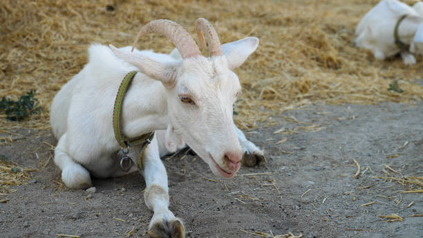 istock Close-up of a white goat lying on the ground and chewing grass 2159262246