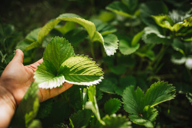 Picking Strawberries Outdoors