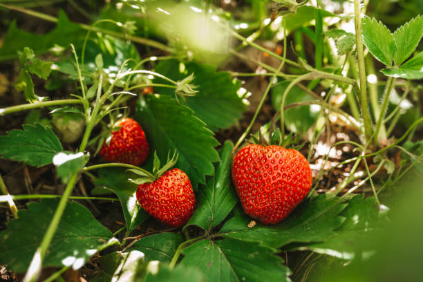 istock Strawberry close up photo. 2159262625