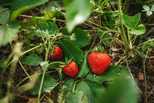 Strawberry close up photo.