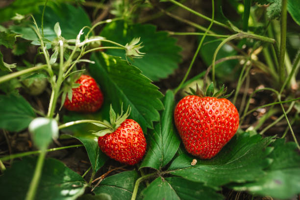 istock Strawberry close up photo. 2159262635