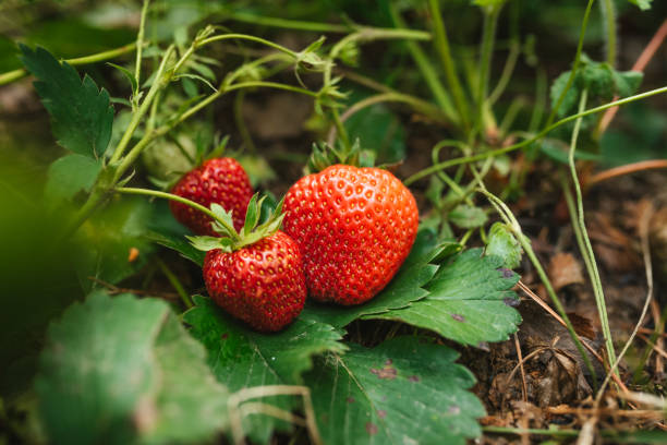 istock Strawberry close up photo. 2159262638