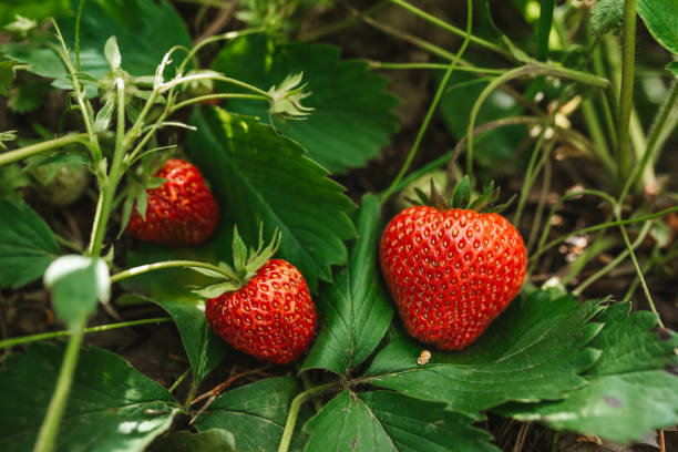 istock Strawberry close up photo. 2159262643