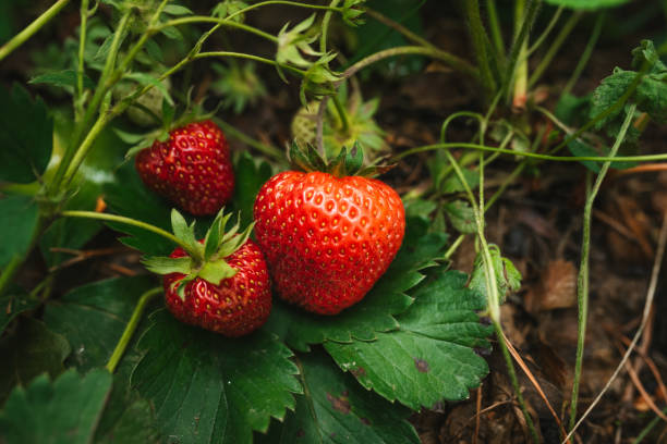 istock Strawberry close up photo. 2159262645